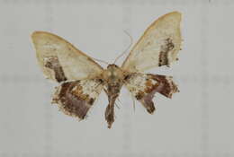 Image of Idaea egenaria Walker 1861