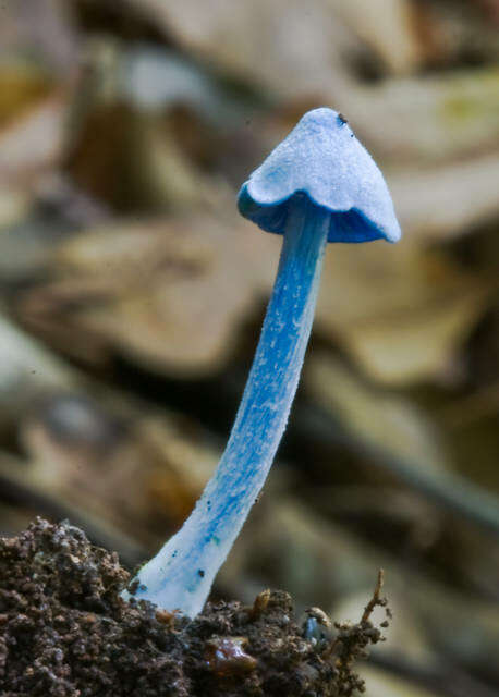 Image of Entoloma virescens (Sacc.) E. Horak ex Courtec. 1986