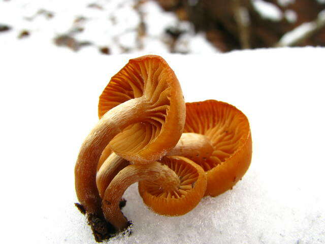 Image of Galerina