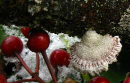 Image of Schizophyllaceae