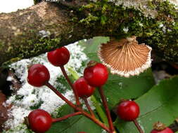 Image of Schizophyllaceae