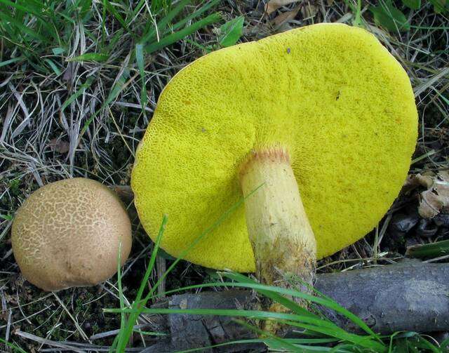 Image of Aureoboletus innixus (Frost) Halling, A. R. Bessette & Bessette 2015