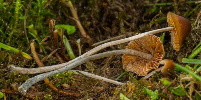 Image of Bolbitiaceae