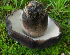 Image of Tylopilus