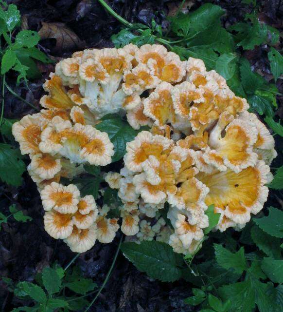 Image de Laetiporus