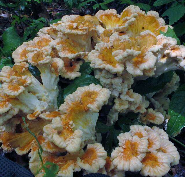 Image de Laetiporus