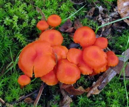 Image of waxcaps (fungi)