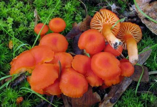 Image of waxcaps (fungi)