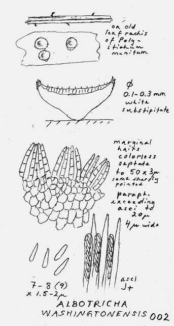 Image of Lachnaceae