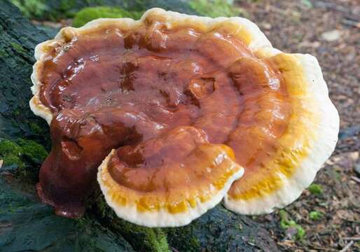 Image of Ganoderma tsugae Murrill 1902