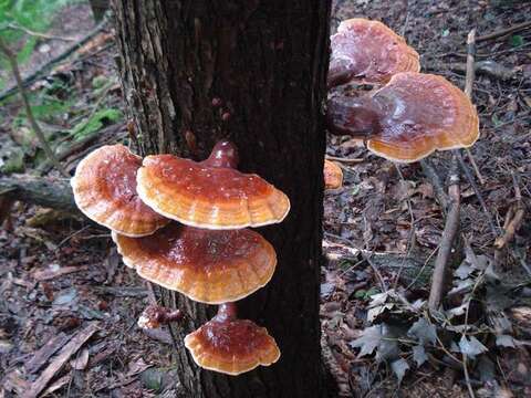 Image of Ganoderma tsugae Murrill 1902