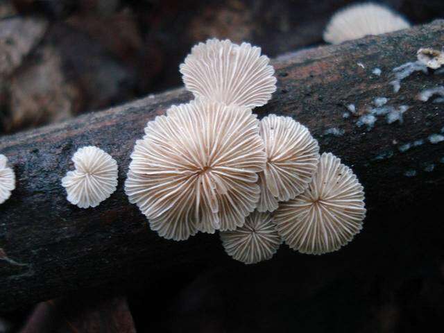 Image of Schizophyllaceae