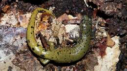 Image of Veracruz Green Salamander