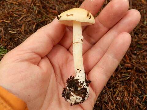 Image of <i>Amanita praecox</i> Y. Lamoureux