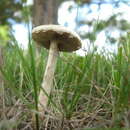 Image of Agrocybe molesta (Lasch) Singer 1978