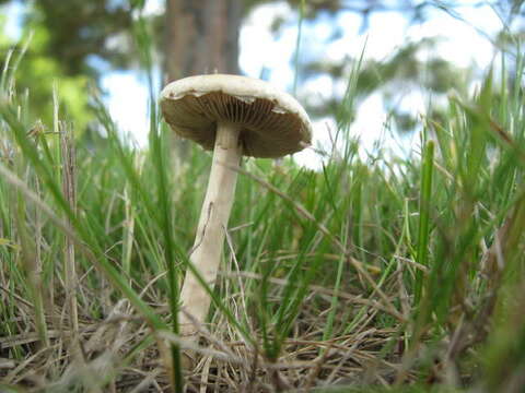 Image of Agrocybe