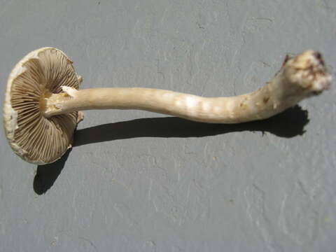 Image of Agrocybe