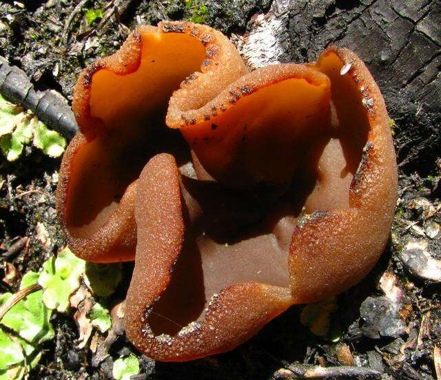 Image of cup fungi