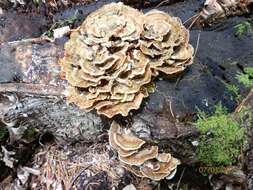 Image of Trametes