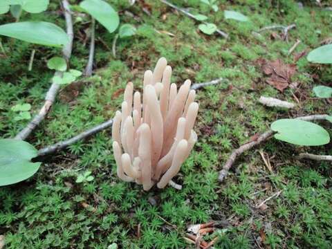 Image of Clavaria