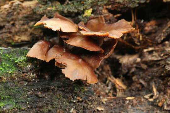 Image de Psilocybe yungensis Singer & A. H. Sm. 1958