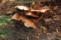 Plancia ëd Psilocybe yungensis Singer & A. H. Sm. 1958