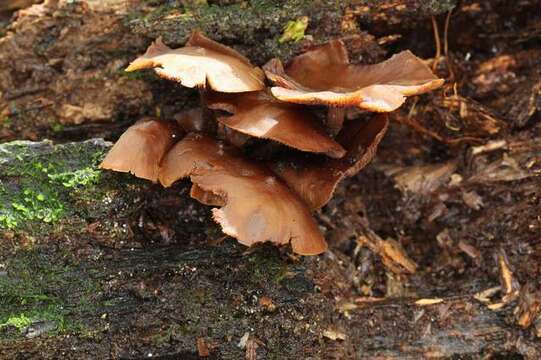 Image de Psilocybe yungensis Singer & A. H. Sm. 1958