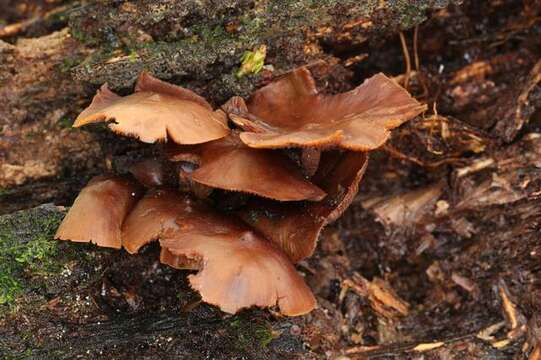 Plancia ëd Psilocybe yungensis Singer & A. H. Sm. 1958