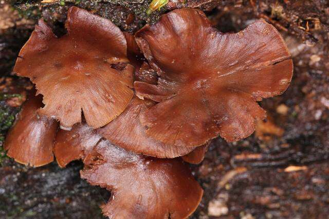 Plancia ëd Psilocybe yungensis Singer & A. H. Sm. 1958