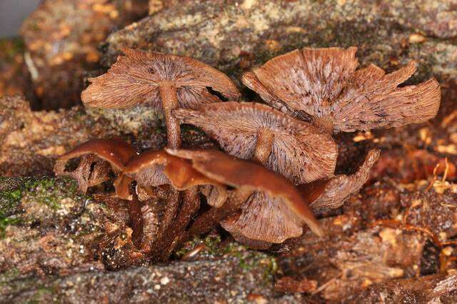 Image of Psilocybe yungensis Singer & A. H. Sm. 1958