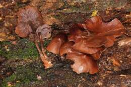 Plancia ëd Psilocybe yungensis Singer & A. H. Sm. 1958