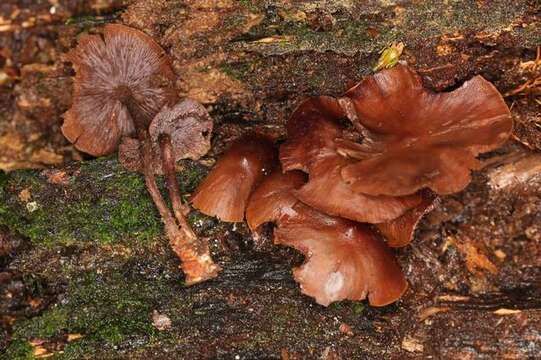 Image de Psilocybe yungensis Singer & A. H. Sm. 1958