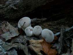 Imagem de Lycoperdon