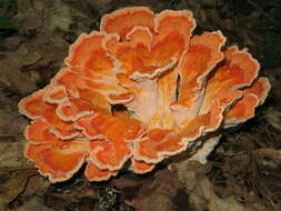 Image de Laetiporus