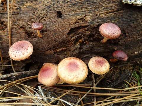 Image of Pholiota polychroa (Berk.) A. H. Sm. & H. J. Brodie 1935