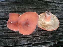 Image of Lactarius hygrophoroides Berk. & M. A. Curtis 1859