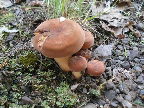 Image of Milk Cap Mushrooms