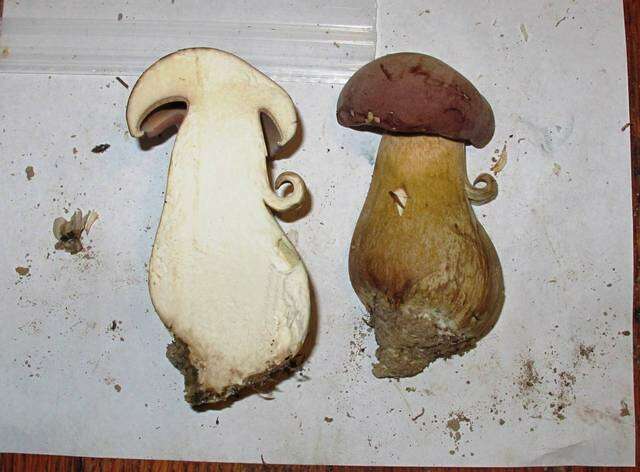 Image of Reddish brown bitter bolete