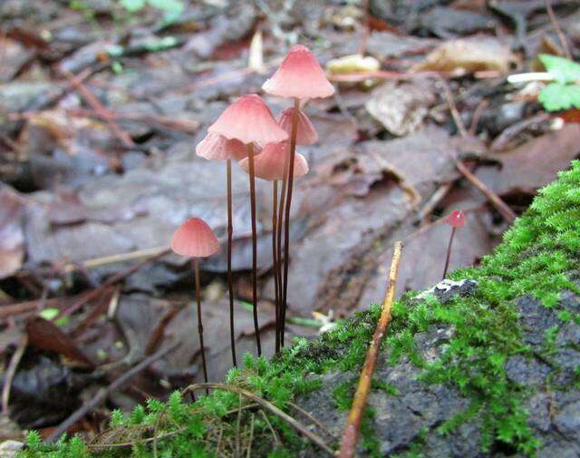 Image of Marasmius pulcherripes Peck 1872