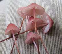 Image of Marasmius pulcherripes Peck 1872