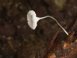 Image of Hemimycena nebulophila (Redhead) Redhead 2012