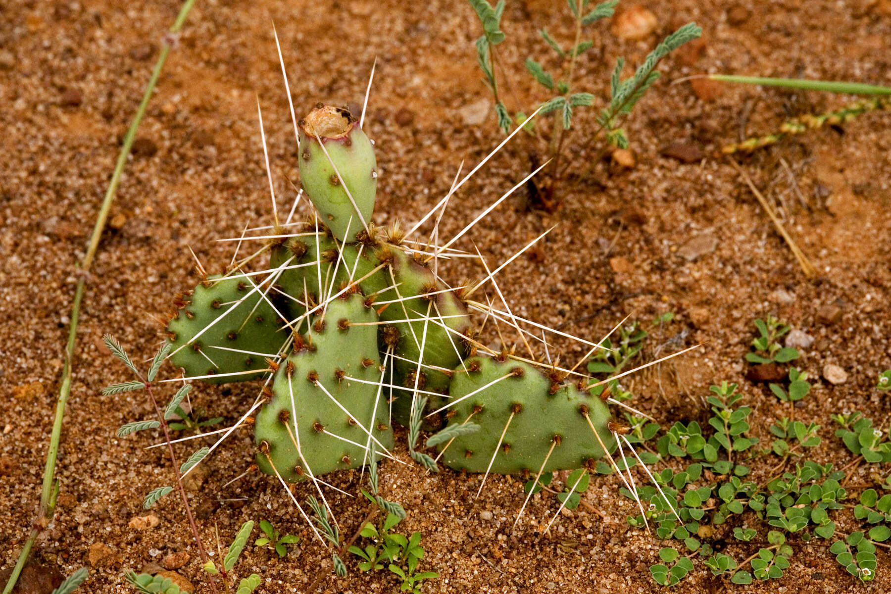 Image of twistspine pricklypear