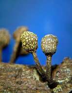 Image of Xylaria squamulosa F. San Martín & J. D. Rogers 1989