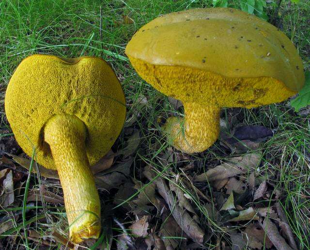 Image of Retiboletus