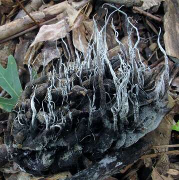 Слика од Xylaria magnoliae J. D. Rogers 1979