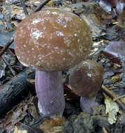 Imagem de Tylopilus plumbeoviolaceus (Snell & E. A. Dick) Snell & E. A. Dick 1941