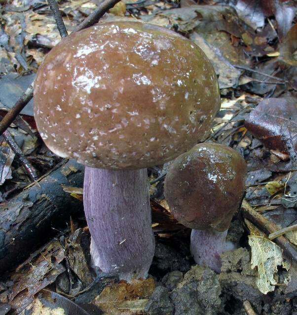 Imagem de Tylopilus plumbeoviolaceus (Snell & E. A. Dick) Snell & E. A. Dick 1941