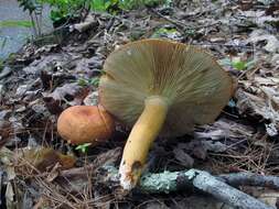 Image of Milk Cap Mushrooms