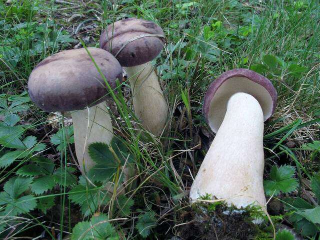 Image of Reddish brown bitter bolete