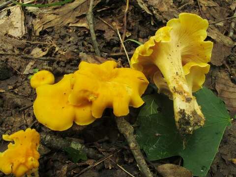 Image of Cantharellus lateritius (Berk.) Singer 1951